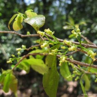 Flacourtia jangomas (Lour.) Raeusch.